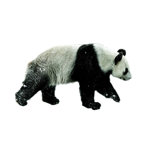 A Panda Bear Walking Across A Snow Covered Ground