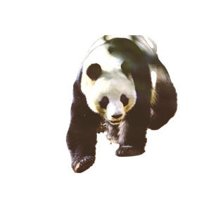 A Panda Walking On A Log – cat PNG with transparent background