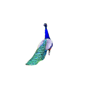 A Peacock Standing In The Grass With Its Feathers Spread Out – cat PNG with transparent background
