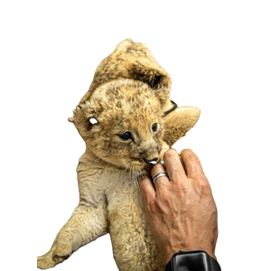 A Person Holding A Stuffed Animal In The Dirt – cat PNG with transparent background