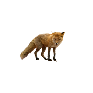 A Red Fox Standing On Top Of A Brick Wall