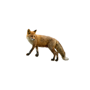 A Red Fox Walking On A Rocky Hillside