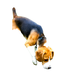 A Small Beagle Dog Sniffing The Grass – cat PNG with transparent background