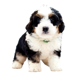 A Small Black And White Dog With A Green Collar – cat PNG with transparent background