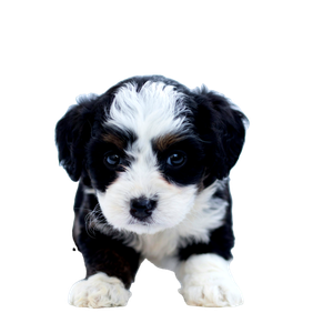 Related cat image: A Small Black And White Puppy Sitting On Top Of A White Floor 1