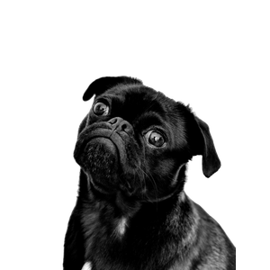 Related cat image: A Small Black Dog Looking Up At The Camera