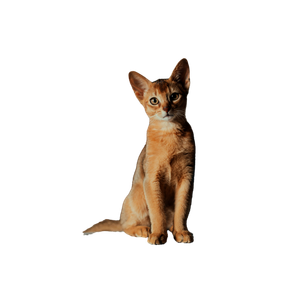 A Small Cat Sitting On Top Of A Table - Cat PNG image with transparent background