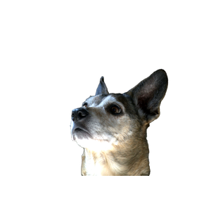 A Small Dog Is Sitting On A Couch – cat PNG with transparent background