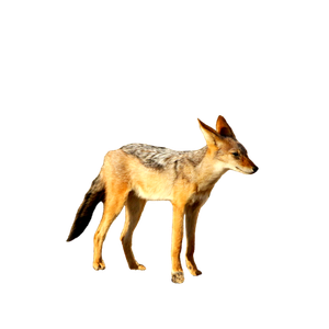 A Small Fox Standing On Top Of A Dirt Field