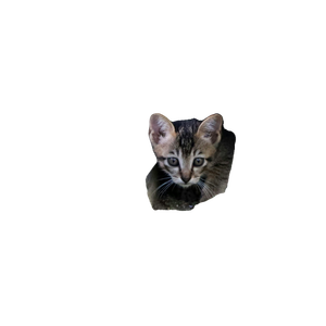 Related cat image: A Small Kitten Peeking Out Of A Hole In The Ground