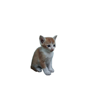 Related cat image: A Small Orange And White Kitten Sitting In Front Of A Blue Wall
