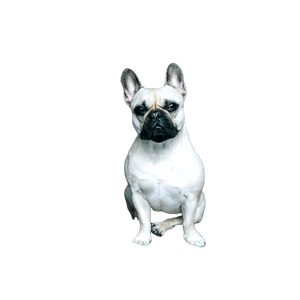 A Small White Dog Sitting On Top Of A Cushion – cat PNG with transparent background