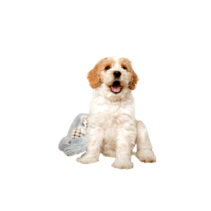 A Small White Dog Sitting On Top Of A Dog Bed – cat PNG with transparent background