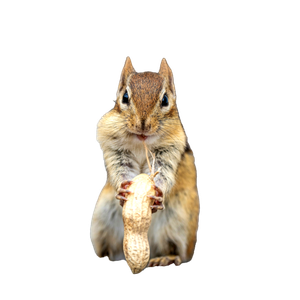 A Squirrel Holding A Nut – cat PNG with transparent background
