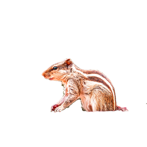 A Squirrel Standing On A Rock – cat PNG with transparent background
