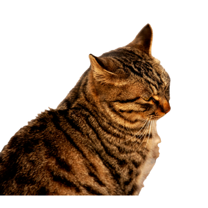 A Striped Cat Sitting On A Cobblestone Street – cat PNG with transparent background