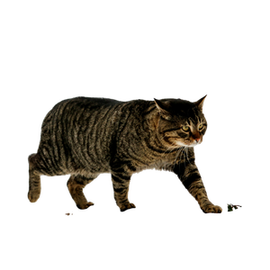 A Striped Cat Walking Through The Snow – cat PNG with transparent background