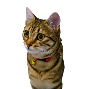 A Striped Cat With A Yellow Collar Looking At The Camera – cat PNG with transparent background