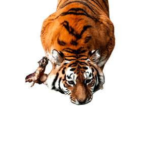 A Tiger Drinking Water From A Pool Of Water - Cat PNG image with transparent background