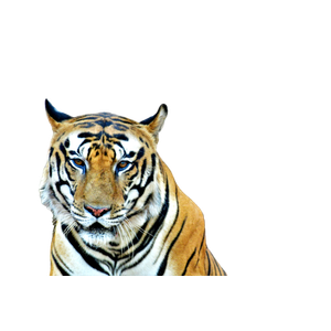 A Tiger In A Cage 1 - Cat PNG image with transparent background