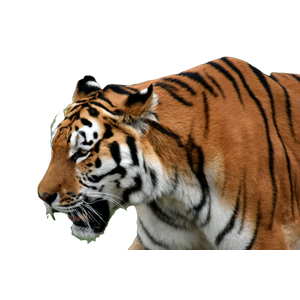 A Tiger In The Grass - Cat PNG image with transparent background