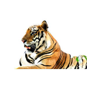 A Tiger In The Woods – cat PNG with transparent background