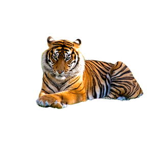 A Tiger Laying In The Grass On A Sunny Day - Cat PNG image with transparent background