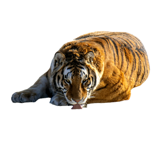 A Tiger Laying On The Ground In The Snow - Cat PNG image with transparent background