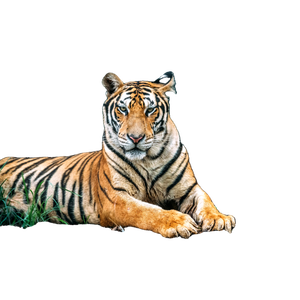 A Tiger Laying On The Ground In The Woods 6 - Cat PNG image with transparent background