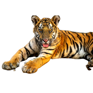 A Tiger Laying On The Ground Next To A Fence – cat PNG with transparent background