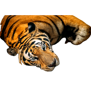 A Tiger Laying On The Ground Next To A Pile Of Nuts - Cat PNG image with transparent background