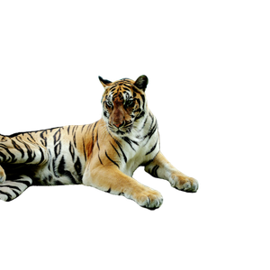 A Tiger Laying On The Ground Next To A Pool - Cat PNG image with transparent background