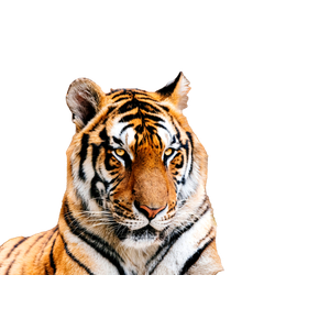 A Tiger Laying On The Ground Next To Another Tiger - Cat PNG image with transparent background