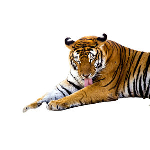 A Tiger Laying On The Ground With Its Tongue Hanging Out - Cat PNG image with transparent background