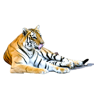 A Tiger Laying On The Ground With Its Tongue Out 1 - Cat PNG image with transparent background