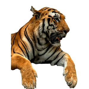 A Tiger Laying On Top Of A Large Rock