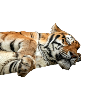 A Tiger Laying On Top Of A Wooden Fence - Cat PNG image with transparent background