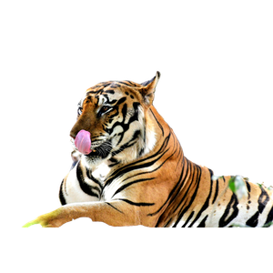 A Tiger Licking Its Lips – cat PNG with transparent background