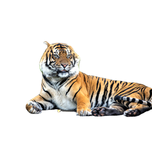 A Tiger Lying On A Wooden Surface - Cat PNG image with transparent background