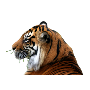 A Tiger Lying On Grass 9 - Cat PNG image with transparent background