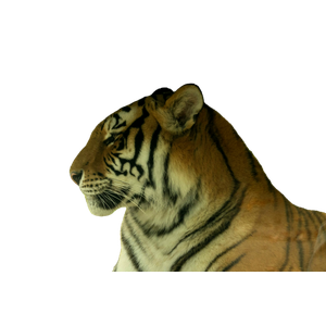 A Tiger Sitting In The Grass Next To A Rock - Cat PNG image with transparent background