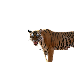 A Tiger Standing In A Field With Trees In The Background - Cat PNG image with transparent background