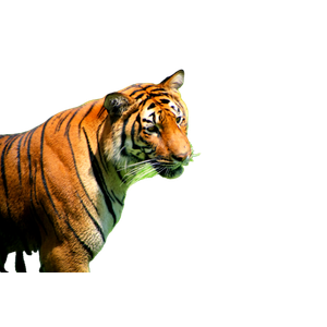 A Tiger Standing In The Grass Looking At Something - Cat PNG image with transparent background