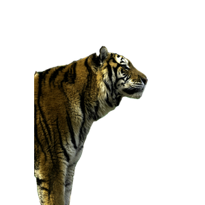 A Tiger Standing On Top Of A Rock Next To A Tree - Cat PNG image with transparent background