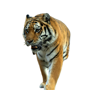 A Tiger Walking Across A Dirt Field Next To A Fence - Cat PNG image with transparent background