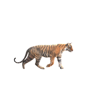 A Tiger Walking Across A Dry Grass Covered Field 8 - Cat PNG image with transparent background