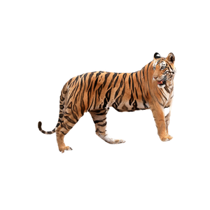 A Tiger Walking Across A Dry Grass Covered Field 9 - Cat PNG image with transparent background