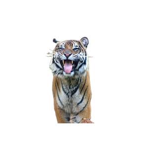 A Tiger Walking Across A Lush Green Field – cat PNG with transparent background