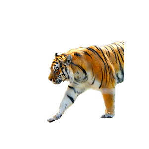A Tiger Walking Across A Lush Green Field 9 - Cat PNG image with transparent background
