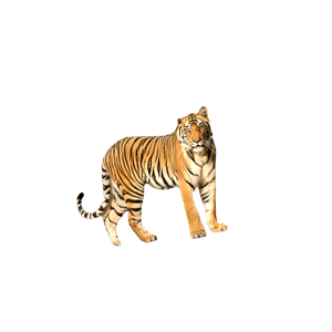 A Tiger Walking On A Dirt Path - Cat PNG image with transparent background